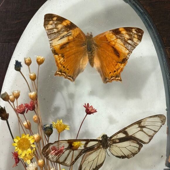 2 VTG Brazilia Collection Dunston Dried Flower Butterfly Wood Frame Oval + Round - Picture 6 of 9